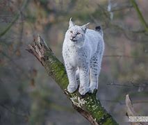 Image result for Whitest Lynx PFP