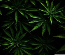 Image result for Cannabis HD