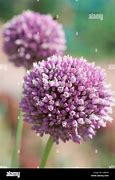 Image result for Chives in Herb Garden