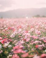 Image result for Flower Image Discrpshan Pink