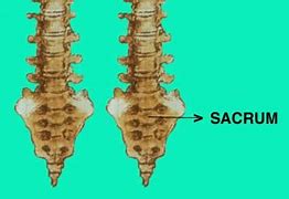 Image result for Coccyx