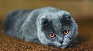 Image result for Chest Pain of Cat