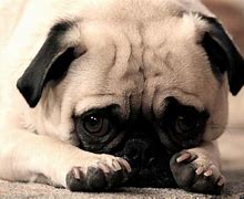 Image result for Puppy Eyes Breed