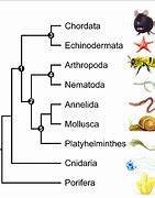 Image result for Arthropoda Phylum Tree