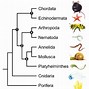 Image result for Arthropoda Phylum Tree