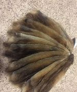 Image result for Muskrat Pelt