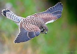 Image result for Kestrel Hawk Female HD