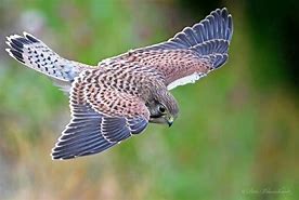 Image result for Two Kestrel Hawks