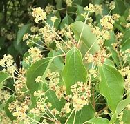 Image result for Camphor Tree Images