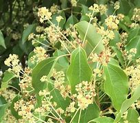 Image result for Camphor Tree New Leaves