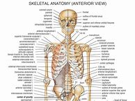 Image result for Every Bone in the Human Body