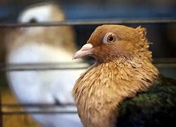 Image result for Archangel Pigeon