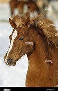 Image result for Splash Welsh Pony