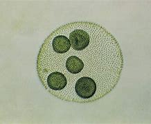 Image result for Algae Biology