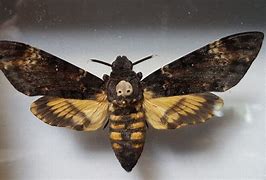 Image result for Death S Head Moth Superstitions