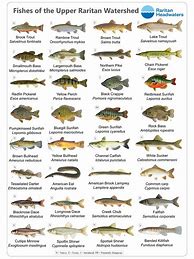 Image result for Fish Variety