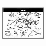 Image result for Voles Bone Diagram