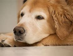 Image result for Dog Swollen Nose