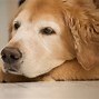 Image result for Dog Swollen Nose