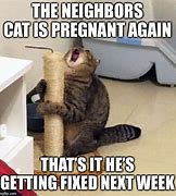 Image result for Dramatic Baby Cat Meme