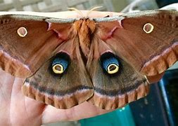 Image result for Tennessee Moths