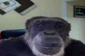 Image result for Monkey Setup Meme