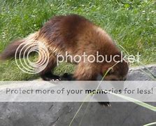 Image result for Wolverine Badger