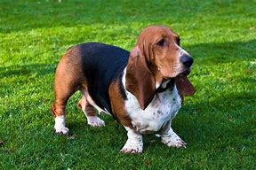 Image result for English Bulldog Basset Hound Mix