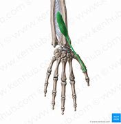 Image result for Extensor Pollicis Brevis