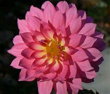 Image result for A Flower with Many Petals