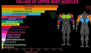 Image result for Flexing Upper Body