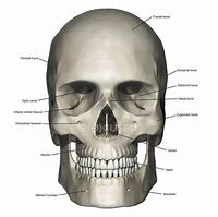 Image result for Modern Skull Art