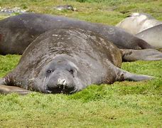 Image result for Fat Seal