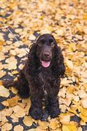 Image result for Brown English Cocker Spaniel