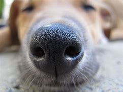 Image result for Dog Cold Nose