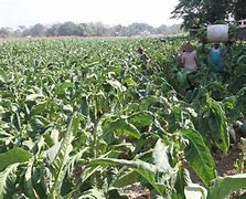 Image result for Harvesting Tobacco Plant