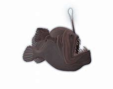 Image result for Humpback AnglerFish