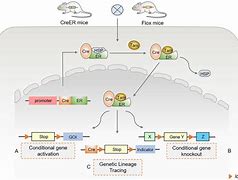 Image result for Cre/loxP Recombination