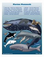 Image result for Ocean Mammals Animals