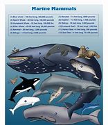 Image result for Different Ocean Mammals