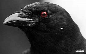 Image result for Itachi Crow Sharingan