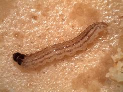 Image result for Rice Stalk Borer Moth