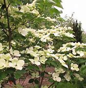 Image result for Cornus X Venus Dogwood