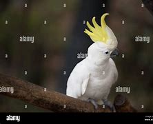 Image result for Sulphur Crested Cockatoo for Rehoming