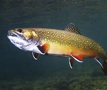 Image result for Brook Trout