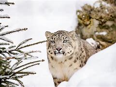 Image result for Snow Leopard Fight