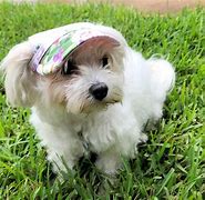 Image result for Hat for a Dog