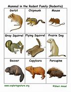 Image result for Rodent Family Tree