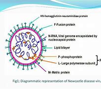 Image result for Newcastle Virus