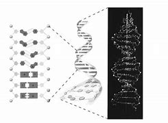 Image result for APA Itu DNA